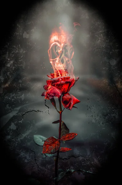 Burning red rose in a forest. Human skull comes out of a burning rose. Red rose on fire while a human skull appears from flames. Beautiful red rose in flames with emerging human skull for its crown. Design for gothic, mystic, horror and Halloween.