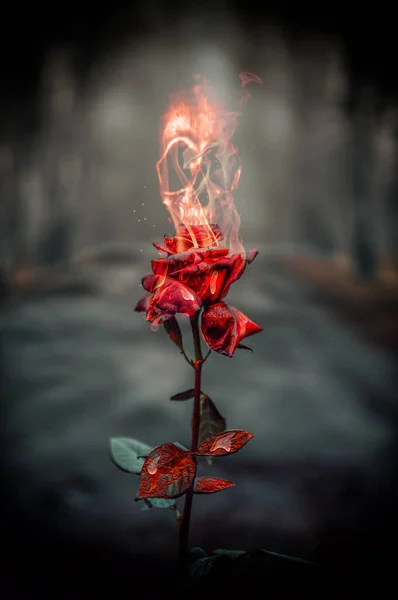 Burning red rose in a forest. Human skull comes out of a burning rose. Red rose on fire while a human skull appears from flames. Beautiful red rose in flames with emerging human skull for its crown. Design for gothic, mystic, horror and Halloween.