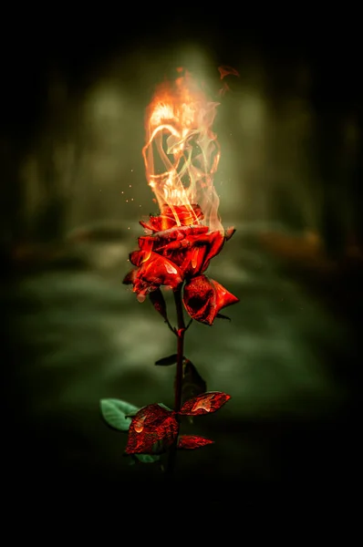 Burning Red Rose Forest Human Skull Comes Out Burning Rose — Stock Photo, Image