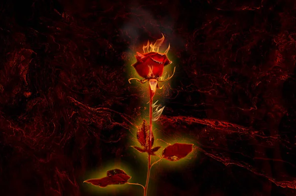 Yanan Kırmızı Gül Koyu Kırmızı Gül Yanıyor Alevli Gül Çiçeği — Stok fotoğraf