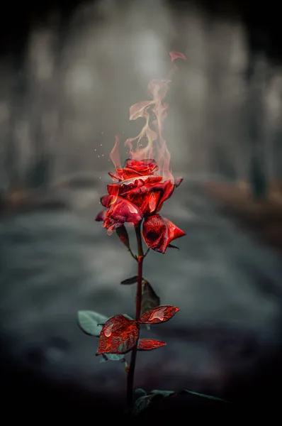 Burning Rose Wallpaper  Sid Rehmani  Land Of HD Wallpapers