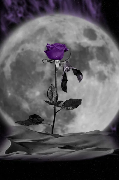 Night Sky Moonlight Violet Rose Night Sky Moonlight Bat Hanging — Stock Photo, Image