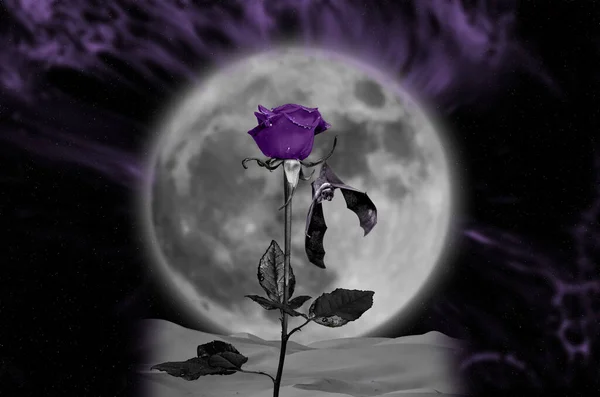 Night Sky Moonlight Violet Rose Night Sky Moonlight Bat Hanging — Stock Photo, Image