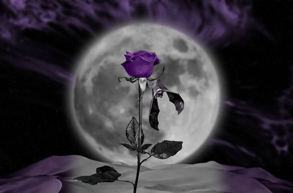 Night Sky Moonlight Violet Rose Night Sky Moonlight Bat Hanging — Stock Photo, Image