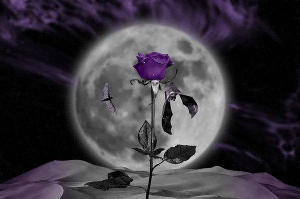 Night Sky Moonlight Violet Rose Night Sky Moonlight Bat Hanging — Stock Photo, Image