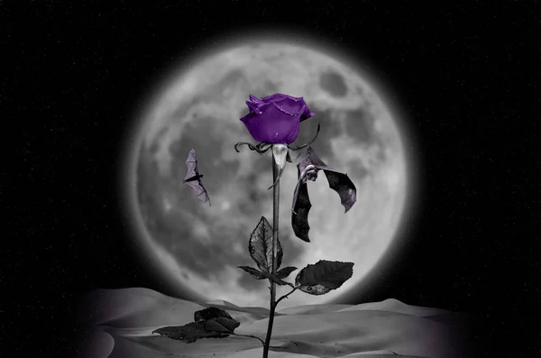 보라색 장미가 밤하늘 장미꽃 매달린 박쥐는 장미에 매달려 바이올렛은 사막에서 — 스톡 사진