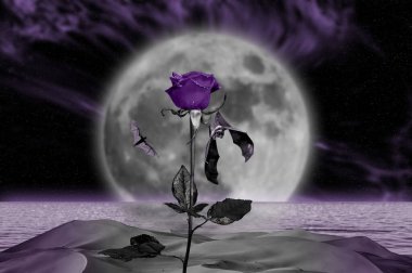 Gece gökyüzü, ay ışığı ve mor gül. Ay ışığında gece gökyüzü ve gülün üzerinde asılı yarasa. Yarasa ay ışığında bir güle tutunur. Violet çölde yükseldi. Canlı menekşe fantezi ve sürrealizm teması.