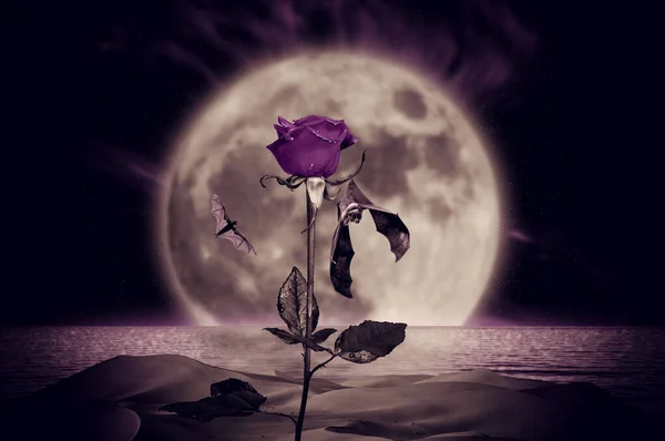 보라색 장미가 밤하늘 장미꽃 매달린 박쥐는 장미에 매달려 바이올렛은 사막에서 — 스톡 사진