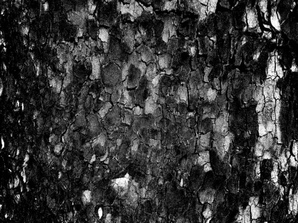 Monochrome Texture Tree Bark Bitmap Texture Abstract Background Black White — Foto de Stock
