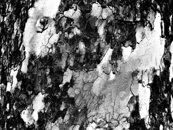 Monochrome Texture Tree Bark Bitmap Texture Abstract Background Black White — Stockfoto