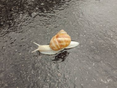 Big snail in shell crawling on road. Big escargot in shell crawls on wet road. Macro Snail view.
