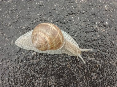 Big snail in shell crawling on road. Big escargot in shell crawls on wet road. Macro Snail view.