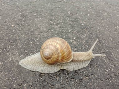 Big snail in shell crawling on road. Big escargot in shell crawls on wet road. Macro Snail view.