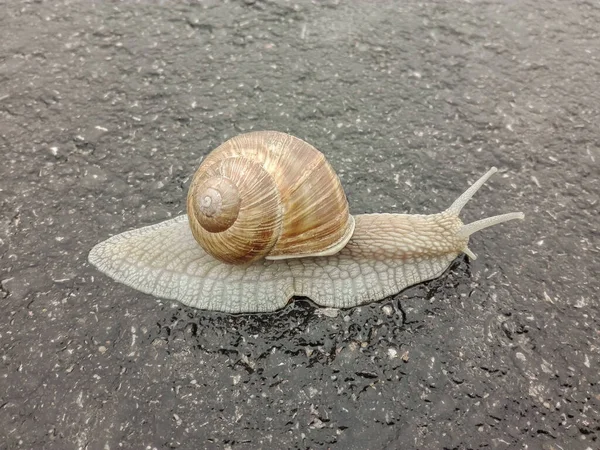 Big Snail Shell Crawling Road Big Escargot Shell Crawls Wet — Stock Photo, Image