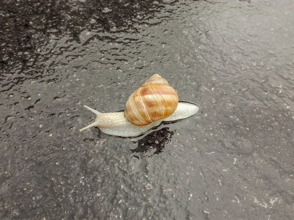 Big snail in shell crawling on road. Big escargot in shell crawls on wet road. Macro Snail view.