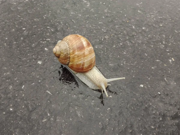 Big Snail Shell Crawling Road Big Escargot Shell Crawls Wet — Stock Fotó