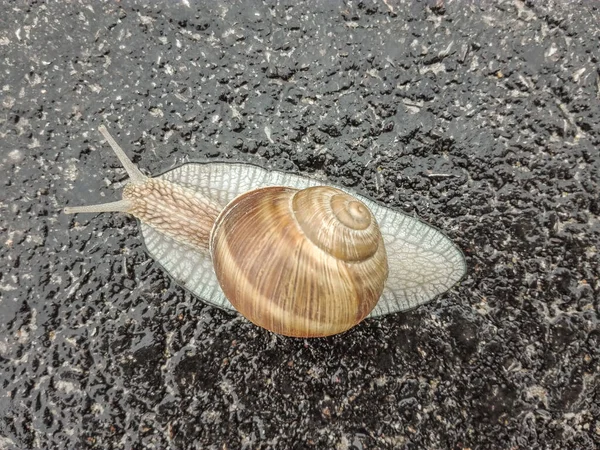 Big Snail Shell Crawling Road Big Escargot Shell Crawls Wet — Zdjęcie stockowe