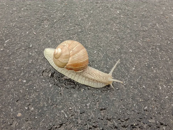 Big Snail Shell Crawling Road Big Escargot Shell Crawls Wet — Stock Fotó