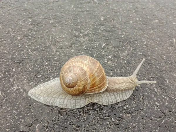 Big Snail Shell Crawling Road Big Escargot Shell Crawls Wet — Fotografia de Stock