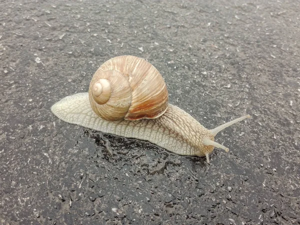 Big snail in shell crawling on road. Big escargot in shell crawls on wet road. Macro Snail view.
