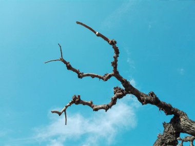 Leafless trees with branches and twigs against blue sky and clouds. Trees without leaves on blue sky in the park. Trees with branches and twigs in winter season.