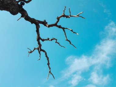 Leafless trees with branches and twigs against blue sky and clouds. Trees without leaves on blue sky in the park. Trees with branches and twigs in winter season.