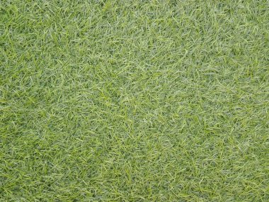 Green grass background texture. Green lawn, backyard, natural green spring grass.