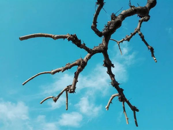 Leafless trees with branches and twigs against blue sky and clouds. Trees without leaves on blue sky in the park. Trees with branches and twigs in winter season.
