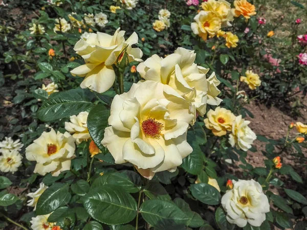 Żółta Róża Kwitnie Ogrodzie — Zdjęcie stockowe