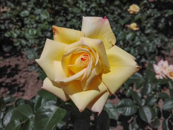 Żółta Róża Kwitnie Ogrodzie — Zdjęcie stockowe
