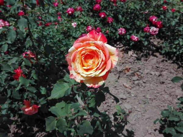 Red Yellow Rose Blooms Garden — Zdjęcie stockowe