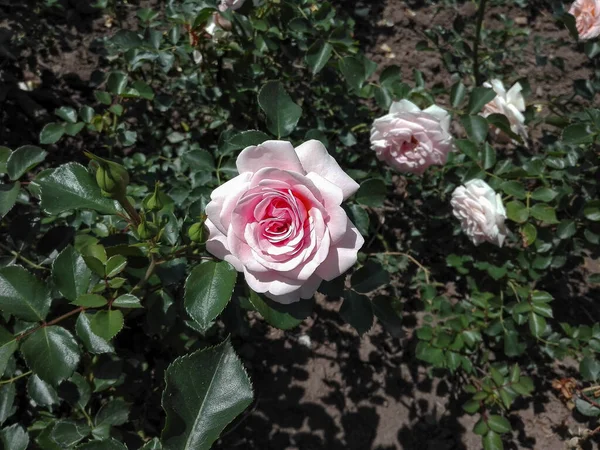 Różowy Kwiat Róży Kwitnący Ogrodzie — Zdjęcie stockowe