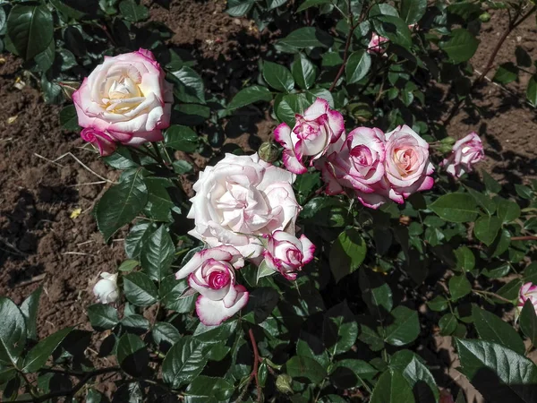 Różowy Kwiat Róży Kwitnący Ogrodzie — Zdjęcie stockowe