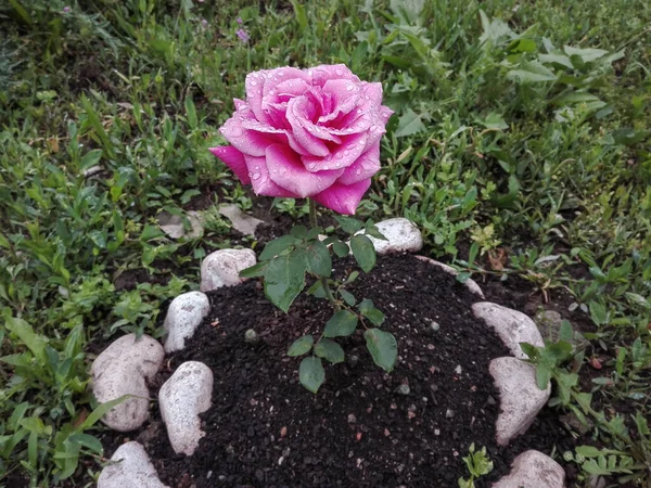 Pink Rose Flower Blooming Garden Pink Rose Flower Water Drops Fotos de stock