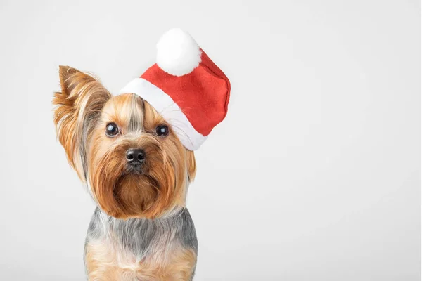 Chien Yorkshire Terrier Coiffé Chapeau Père Noël Sur Fond Gris — Photo