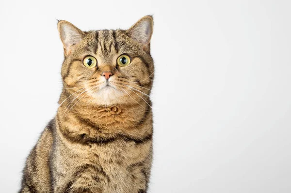 Porträt Einer Schottischen Geraden Katze Nahaufnahme Auf Weißem Hintergrund — Stockfoto