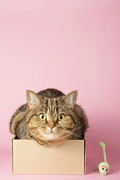 ピンクの背景の箱の中には大きな目をした面白いタビー猫が座っています スコットランドストレート — ストック写真