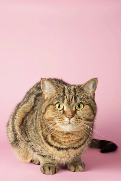 Porträt Einer Gestromten Katze Die Auf Rosa Hintergrund Die Kamera — Stockfoto