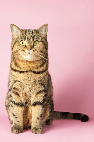 Braune Gestromte Katze Sitzt Auf Rosa Hintergrund Blickt Die Kamera — Stockfoto