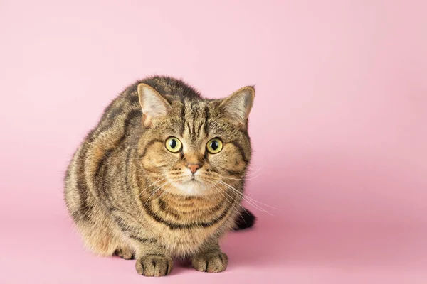 Porträt Einer Gestromten Katze Die Auf Rosa Hintergrund Die Kamera — Stockfoto