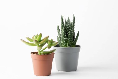 Beyaz arka planda plastik tencerelerde sulu. Sedum, Haworthia Papillosa.