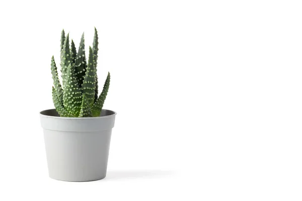 Šťavnatá Rostlina Plastovém Hrnci Izolovaném Bílém Pozadí Haworthia Papillosa — Stock fotografie