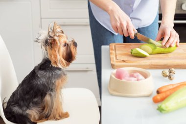Evde doğal hayvan maması yapıyorum. Bir kadın köpeği için organik yiyecekler hazırlar..
