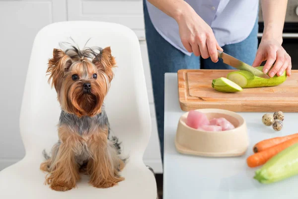 Making natural pet food at home. A woman prepares organic food for her dog.