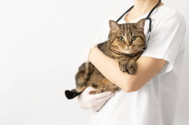 A veterinarian holds a striped cat in his arms. Veterinary clinic. White background, copy space. Scottish Straight.