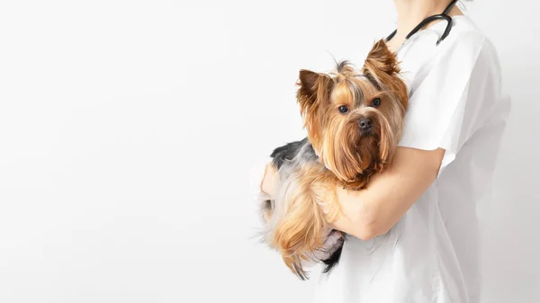 Veterinarian Holds Yorkshire Terrier Dog His Arms Veterinary Clinic White — стокове фото