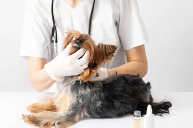 The veterinarian examines the dog's teeth. A small dog at a doctor's appointment at a veterinary clinic.