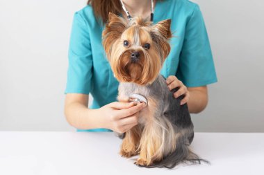 Veteriner randevusunda küçük bir Yorkshire teriyeri köpeği. Evcil hayvanlara bakma kavramı.