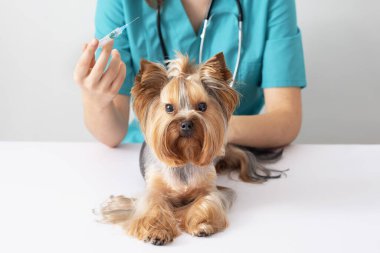 Veteriner randevusunda küçük bir Yorkshire teriyeri köpeği. Evcil hayvanlara bakma kavramı.