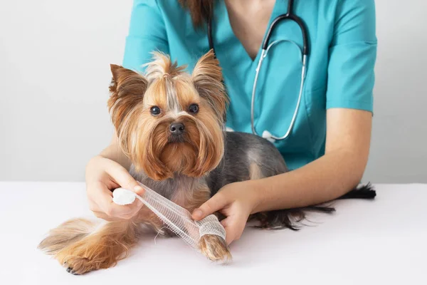 獣医師の任命でヨークシャーの小さなテリア犬 ペットの世話の概念 — ストック写真